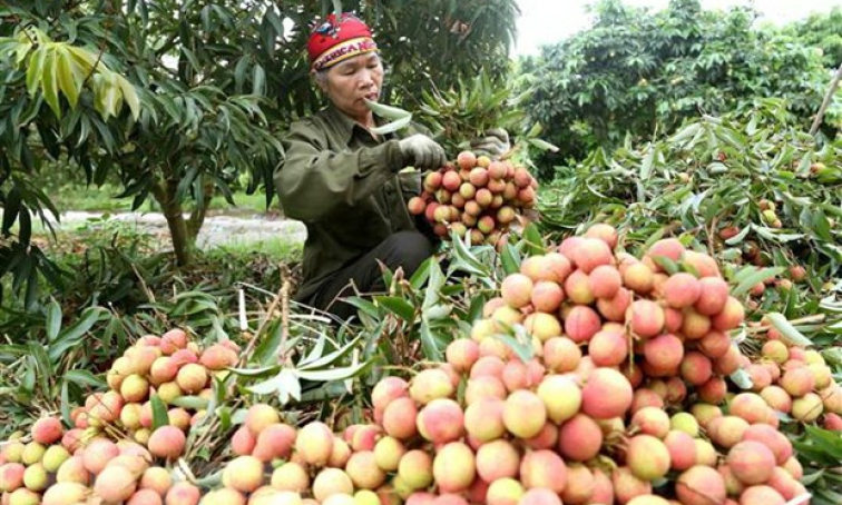 Thúc đẩy tiêu thụ hàng hóa nông sản sang thị trường Trung Quốc