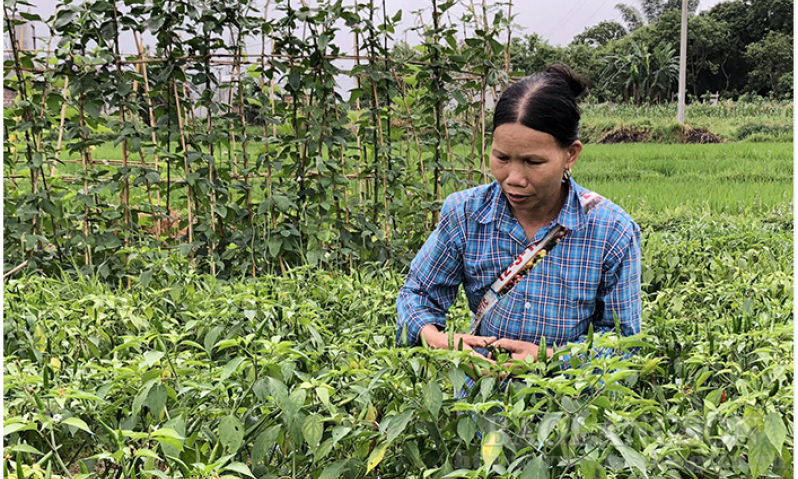 Giá ớt bấp bênh, nhà nông thấp thỏm