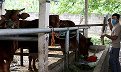 Chăn nuôi trâu, bò vỗ béo theo hướng bán chăn thả: Triển vọng phát triển kinh tế ở xã Tân Văn