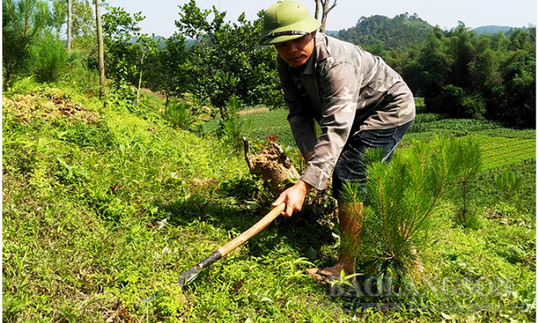 Chi Lăng: Đẩy mạnh xã hội hoá trồng rừng