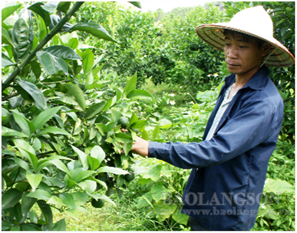 Thực hiện chương trình mục tiêu quốc gia giảm nghèo bền vững: Hiệu quả ở Hữu Lũng