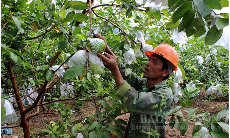 Tái cơ cấu nông nghiệp gắn với xây dựng nông thôn mới: Điểm sáng Chi Lăng