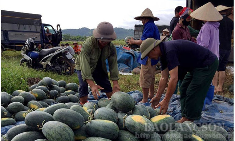 Thành phố Lạng Sơn: Nông dân phấn khởi vì dưa hấu được mùa