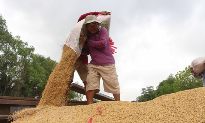 Kiên Giang thúc đẩy liên kết, phát triển chuỗi giá trị lúa gạo