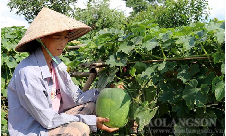 Đề Thám: Tăng thu nhập từ trồng bí xanh thơm