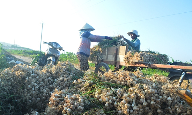 Phát triển thương hiệu tỏi Lý Sơn