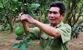 Cựu thanh niên xung phong năng động phát triển kinh tế