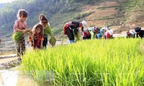 Việt Nam đẩy mạnh ứng phó với nguy cơ lao động trẻ em vì COVID-19