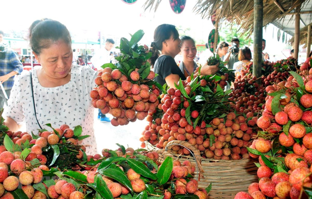 Hơn 50 doanh nghiệp, hợp tác xã tham gia tiêu thụ vải ở Bắc Giang