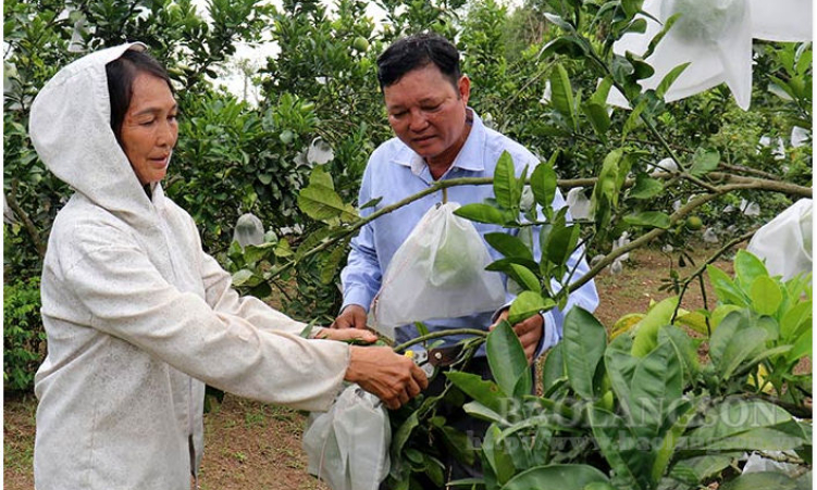 Áp dụng tiến bộ khoa học kỹ thuật: Giúp nhà nông nâng cao hiệu quả sản xuất