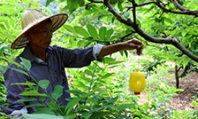 Hợp tác xã Sản xuất - dịch vụ nông nghiệp Yên Thịnh: “Bà đỡ “cho nông dân