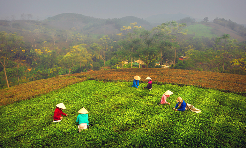 Phát triển bền vững thương hiệu chè Phú Thọ