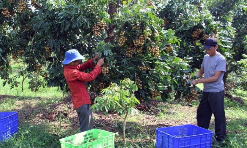 Sơn La chủ động thúc đẩy tiêu thụ nhãn