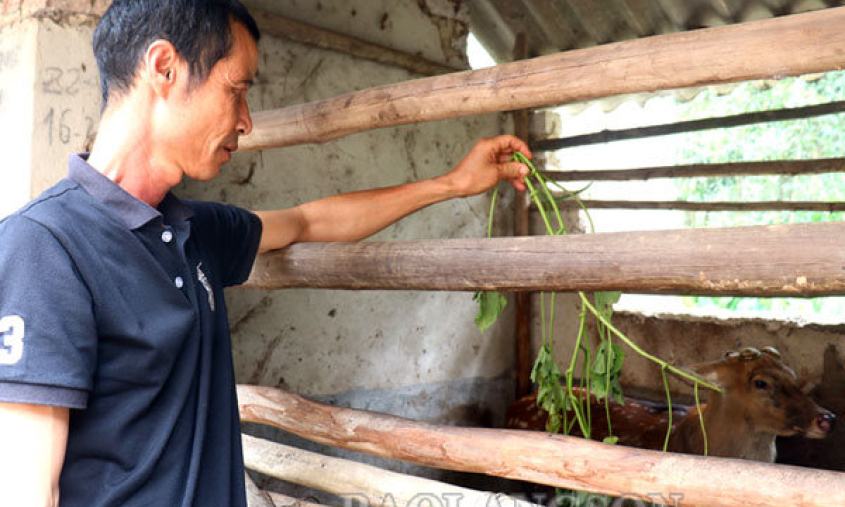 Tăng thu nhập từ nuôi hươu lấy nhung