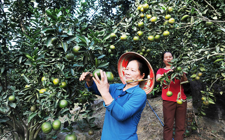 Tuyên Quang xây dựng vùng nông nghiệp công nghệ cao