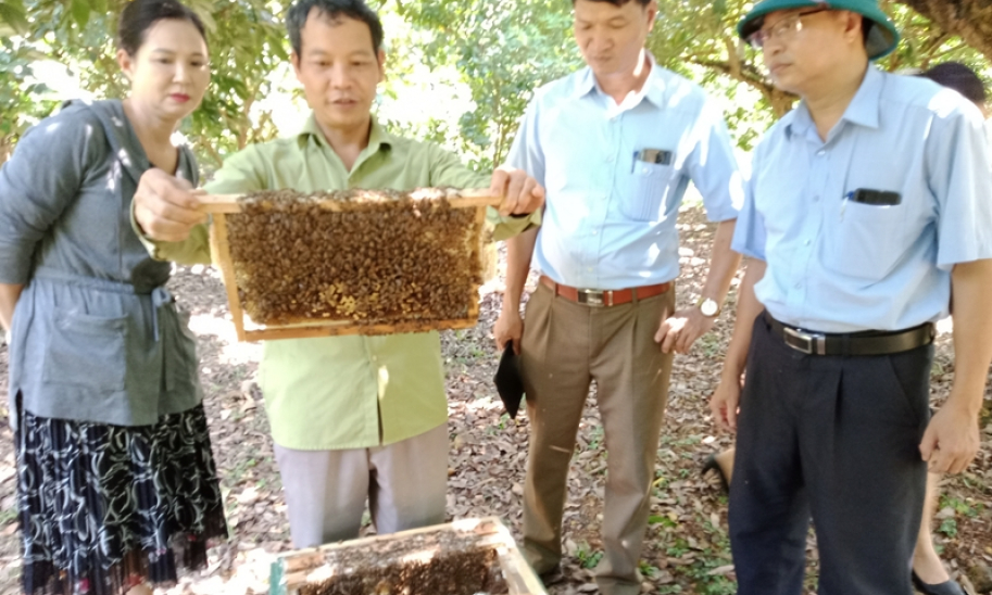 Tinh túy mật ong sườn đông Tam Đảo