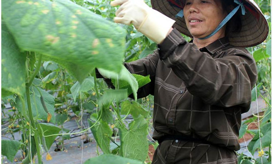 Đưa nông sản vào siêu thị: Cần tạo dựng liên kết giữa hợp tác xã và doanh nghiệp