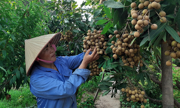 Tìm hướng tiêu thụ quả nhãn tươi