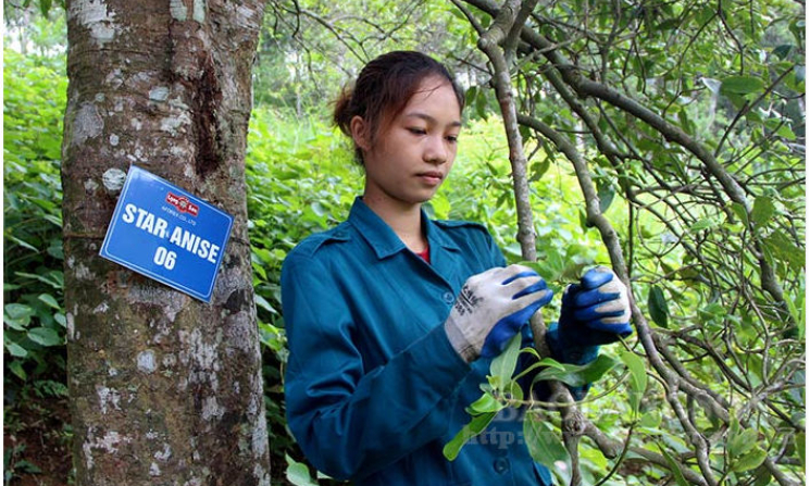 Văn Quan nâng cao giá trị cây hồi