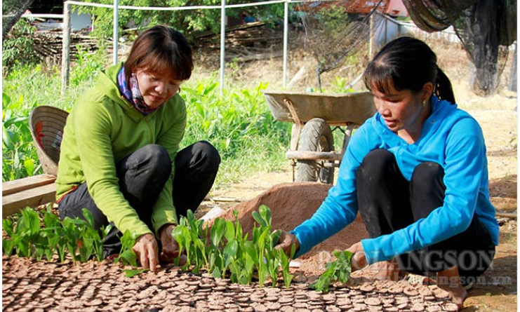 Nâng cao chất lượng giống cây lâm nghiệp