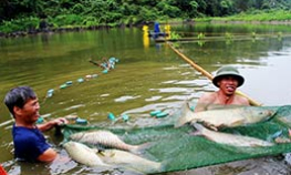 Bắc Sơn chú trọng phát triển các mô hình kinh tế