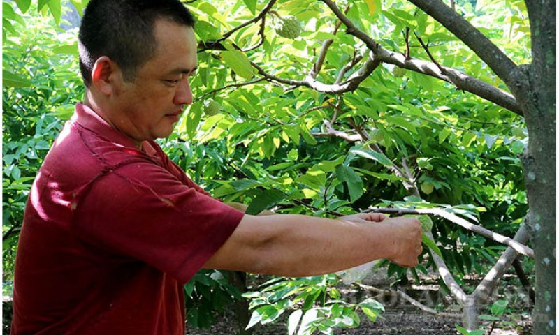 Yên Thịnh: Nâng cao chất lượng cây ăn quả