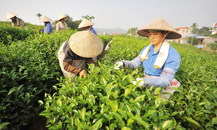 Thái Nguyên phát triển sản phẩm nông nghiệp chủ lực