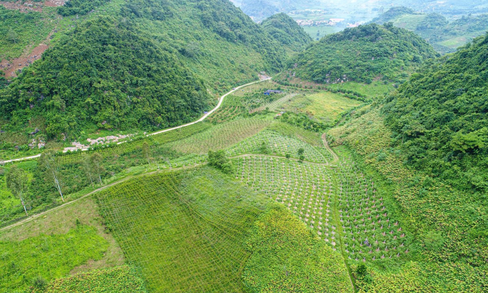 Trồng thanh long: Hướng đi triển vọng của đồng bào thiểu số Sơn La