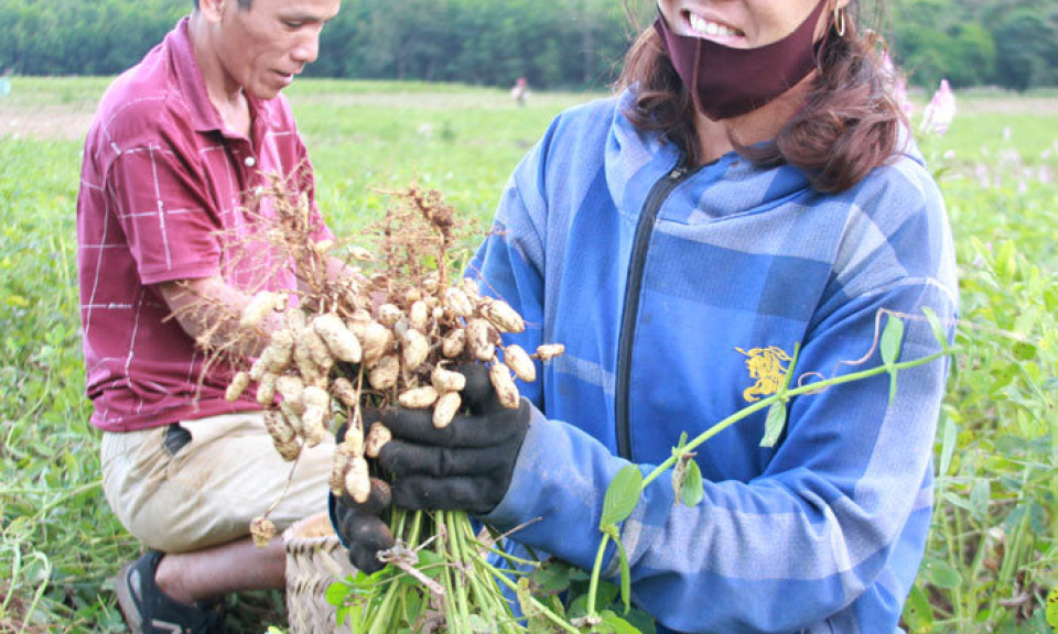 Tăng thu từ cây lạc