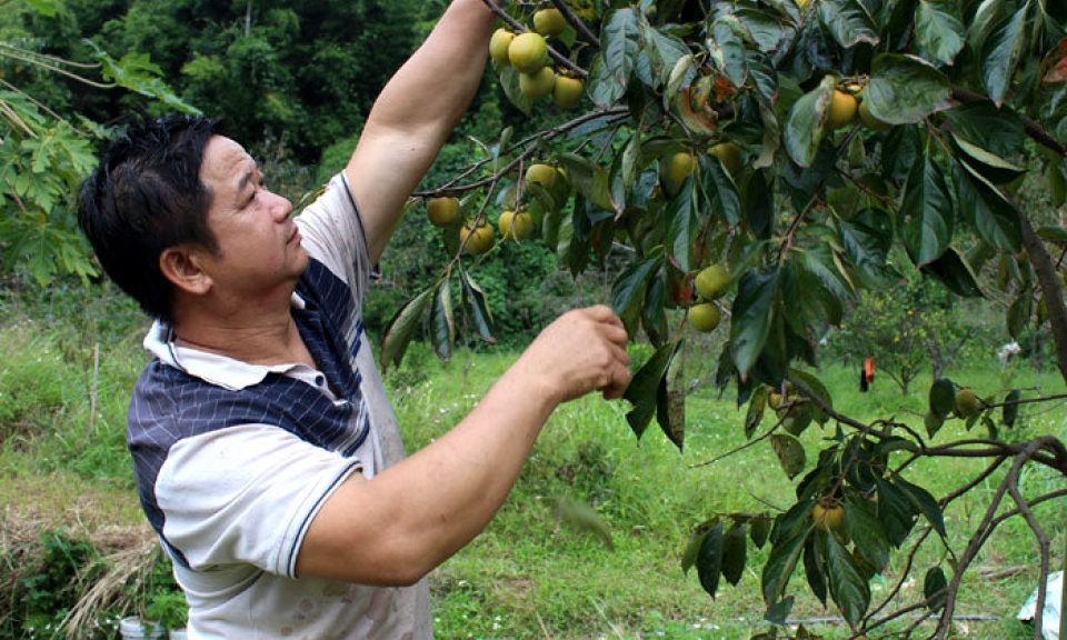 Nhân tố tích cực trong chương trình OCOP