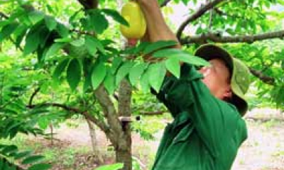 Chi Lăng: Tập trung chăm sóc cây na sau thu hoạch