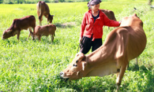 Văn Quan: Tập trung phát triển chăn nuôi