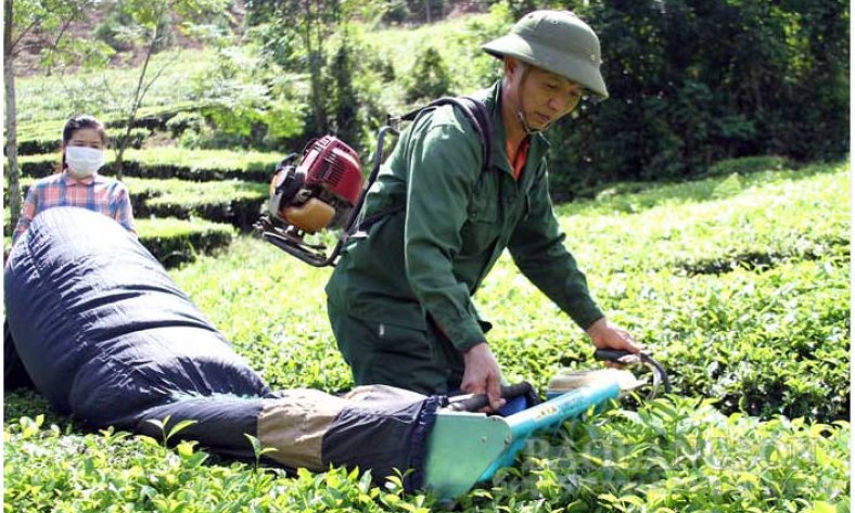 Thị trấn Nông trường Thái Bình: Phát triển sản xuất chè an toàn