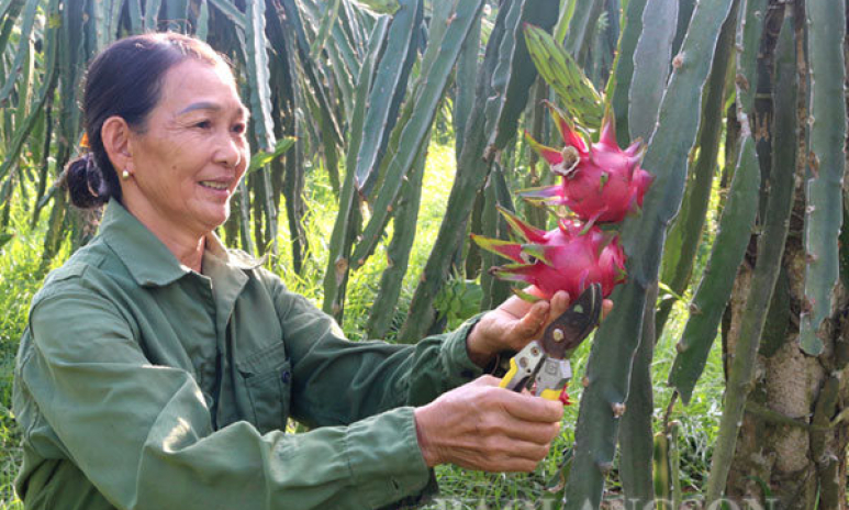 Chú trọng đào tạo nghề cho lao động nông thôn