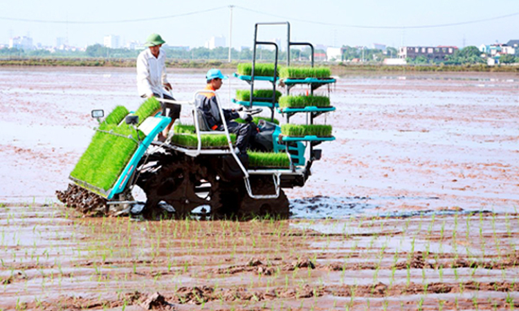 Tăng cường cơ giới hóa trong sản xuất lúa