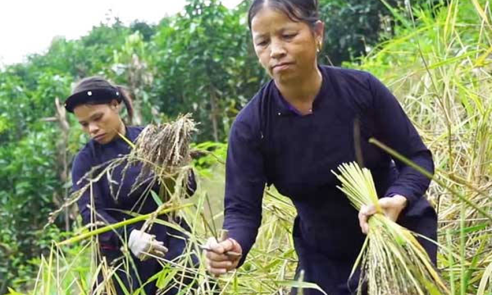 Nâng hiệu quả sản xuất giống lúa Khẩu Lùm Pua trên vùng đất khó