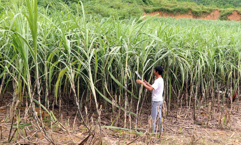 Trên 100.000 tấn đường sẽ được đấu giá hạn ngạch thuế quan