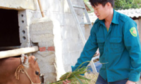 Văn Lãng: Phát triển chăn nuôi trâu, bò theo hướng hàng hóa