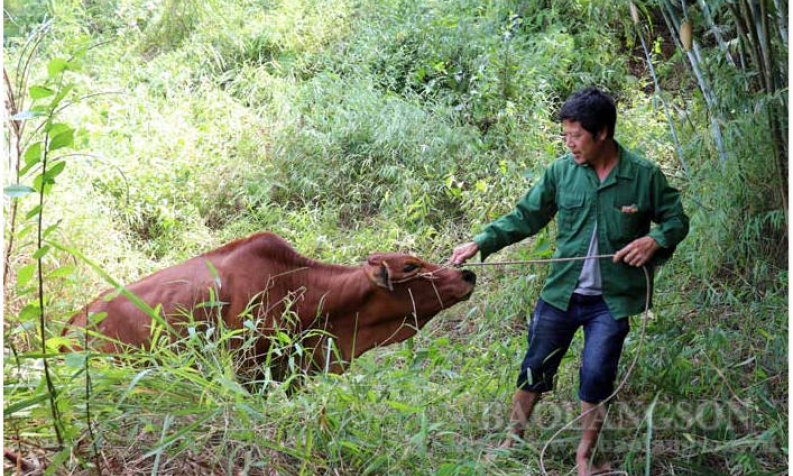 Chương trình tặng bò sinh sản của Agribank: Thêm sinh kế cho hộ nghèo