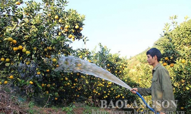 Mô hình trồng cây có múi cho hiệu quả kinh tế cao tại huyện Lục Ngạn, tỉnh Bắc Giang