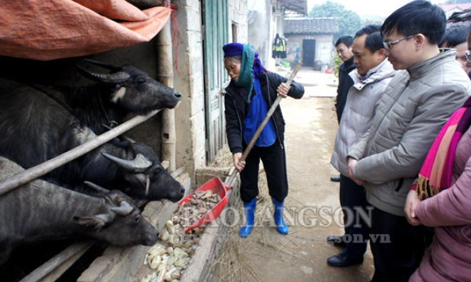 Lãnh đạo UBND tỉnh kiểm tra phòng, chống đói rét cho trâu, bò tại Chi Lăng