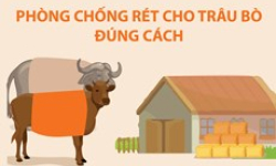 Cách phòng chống rét cho trâu bò đúng cách