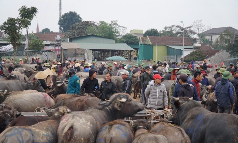 Độc đáo phiên chợ trâu, bò lớn nhất vùng Bắc Trung Bộ tại xứ Nghệ