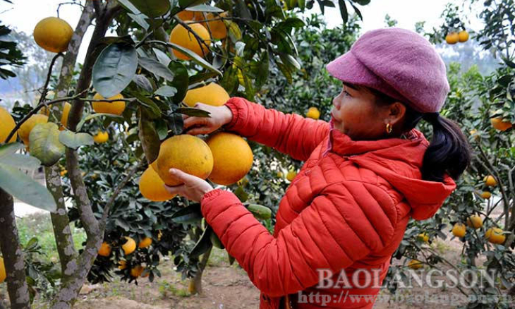 Lộc Bình: Hướng phát triển kinh tế mới từ cây ăn quả