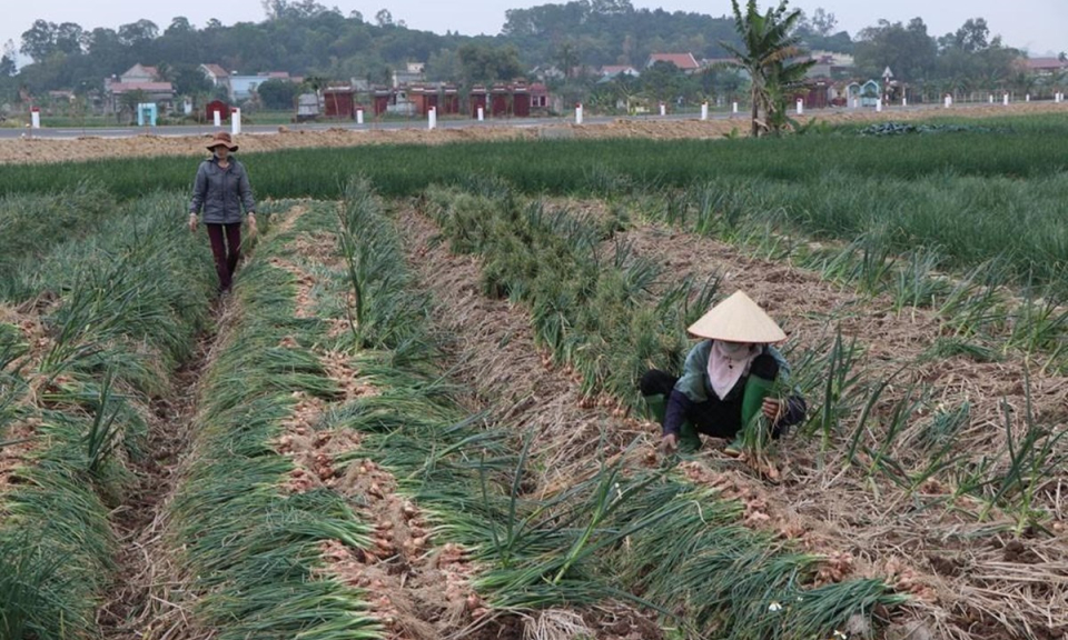 Hải Dương đề nghị các địa phương tạo điều kiện để tiêu thụ nông sản