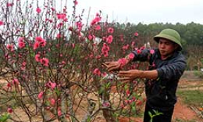 Hữu Lũng: Đẩy mạnh hỗ trợ, phát triển hợp tác xã nông nghiệp