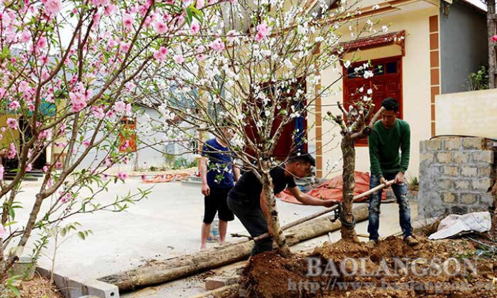 Nông dân trồng đào thất thu vì hoa nở sớm