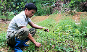 Bí thư chi đoàn năng động phát triển kinh tế