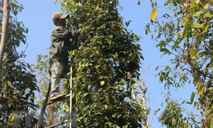 Thị trường nông sản tuần qua: Giá tiêu có những biến động mạnh