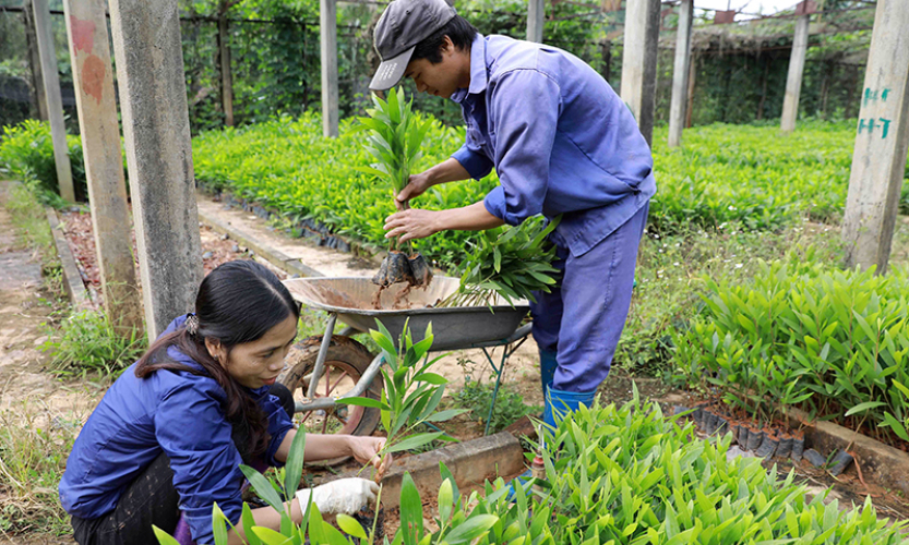 Chủ động sản xuất giống cây lâm nghiệp chất lượng